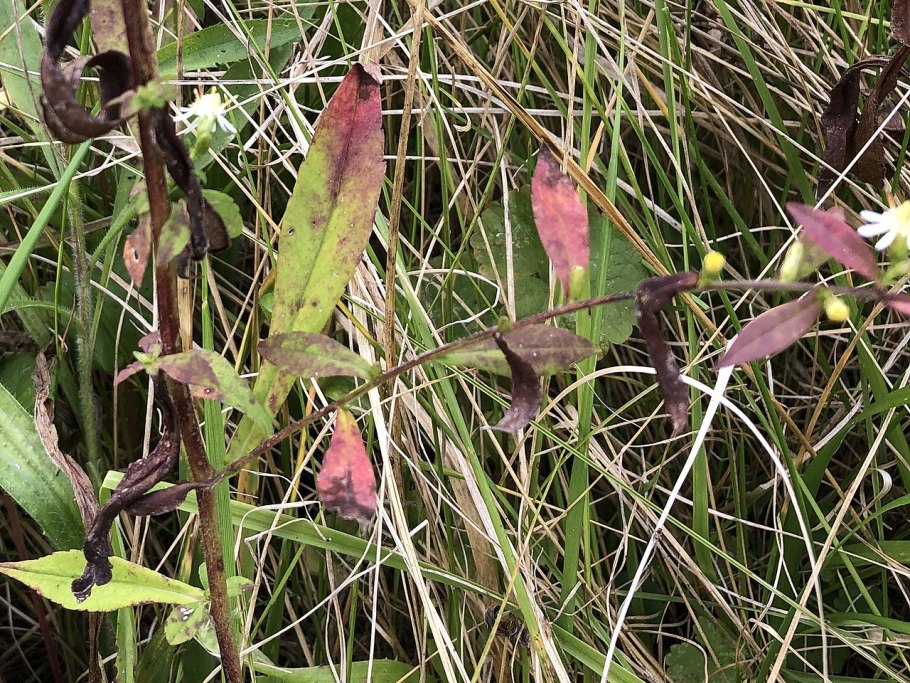 Symphyotrichum squamatum