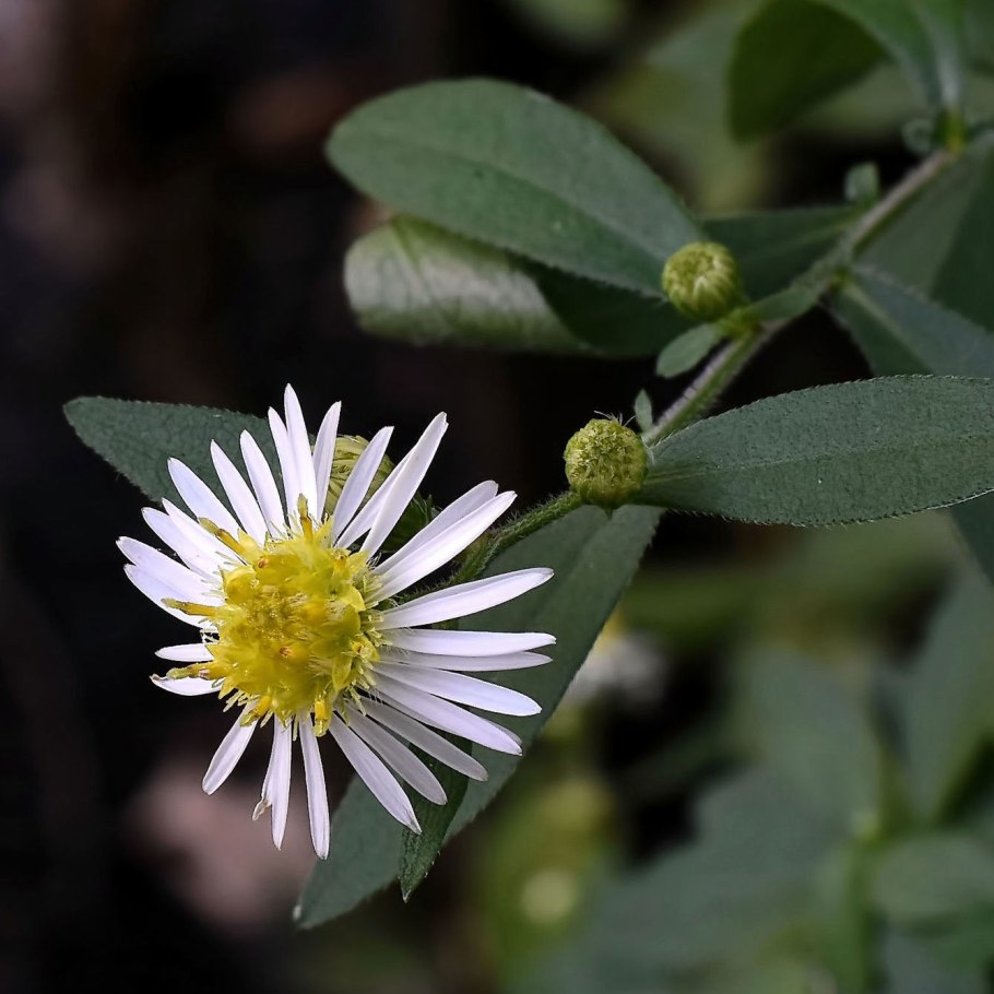 Астра кустарниковая Symphyotrichum dumosum