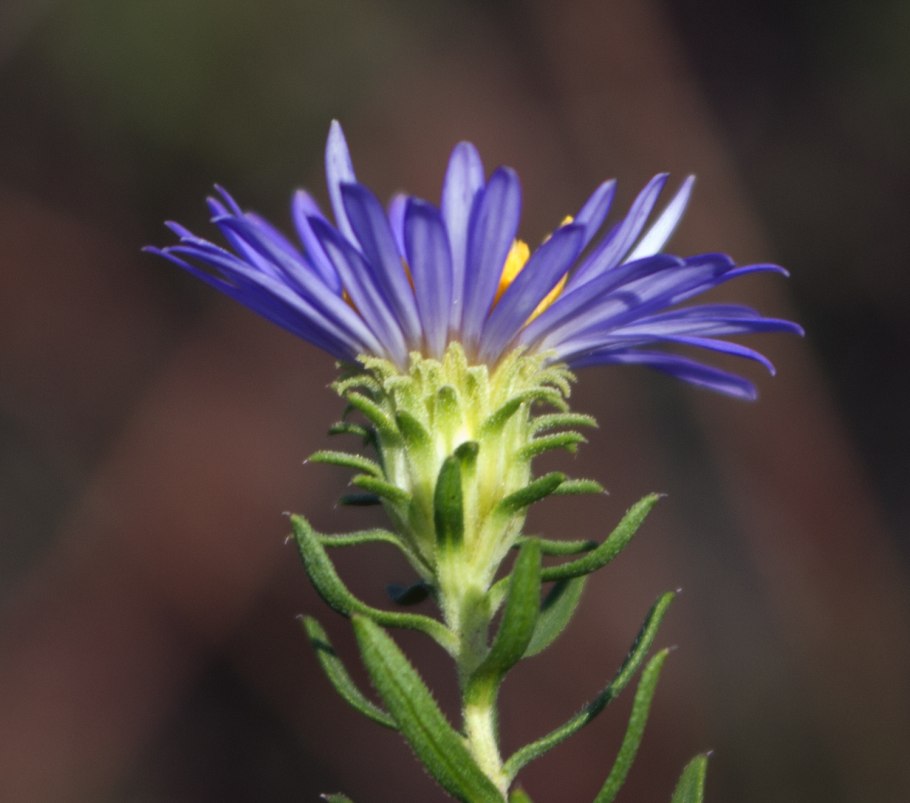 Symphyotrichum dumosum