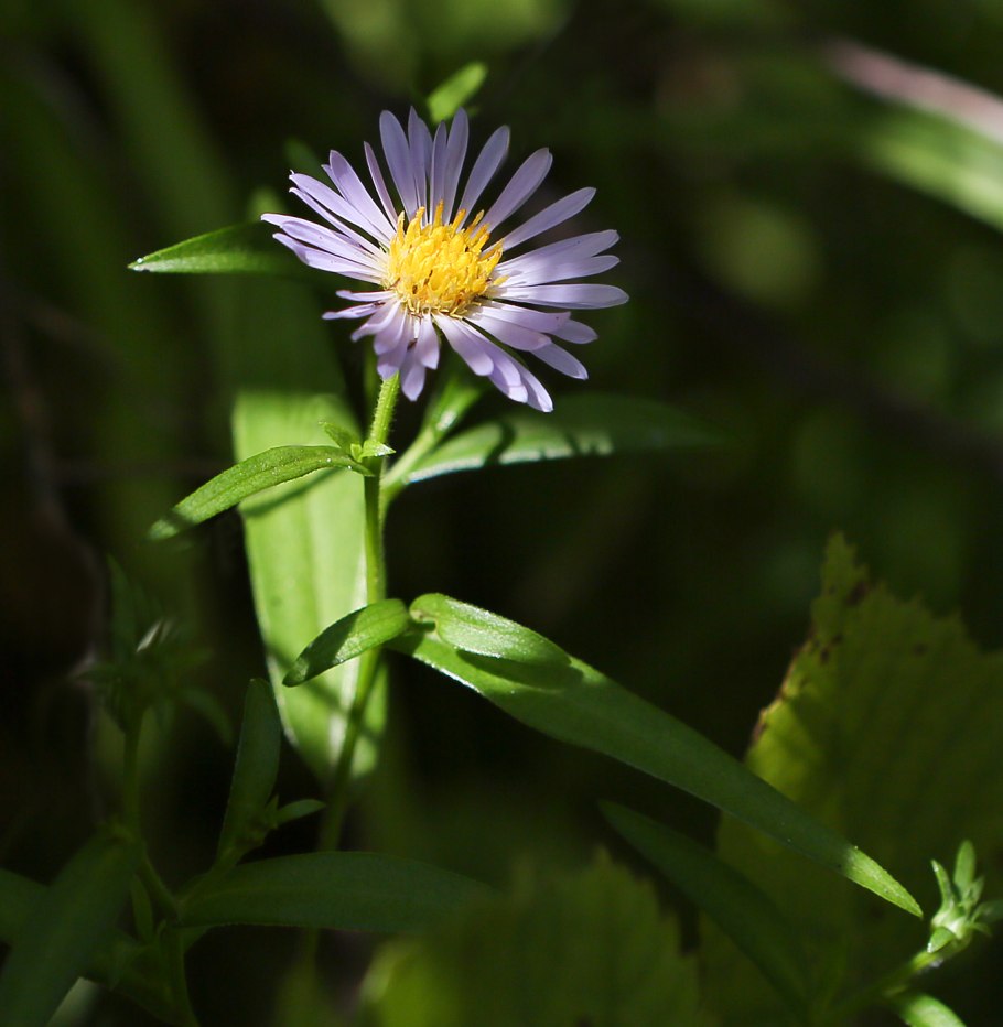 Symphyotrichum prenanthoides
