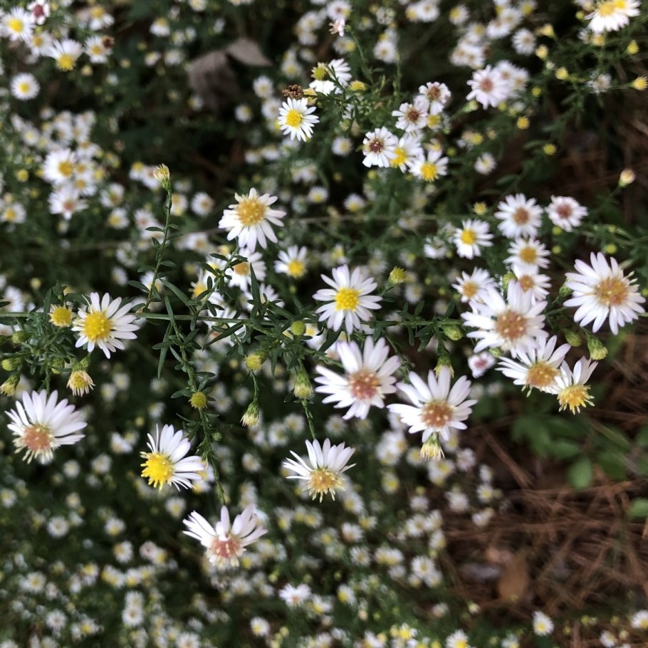 Symphyotrichum cordifolium