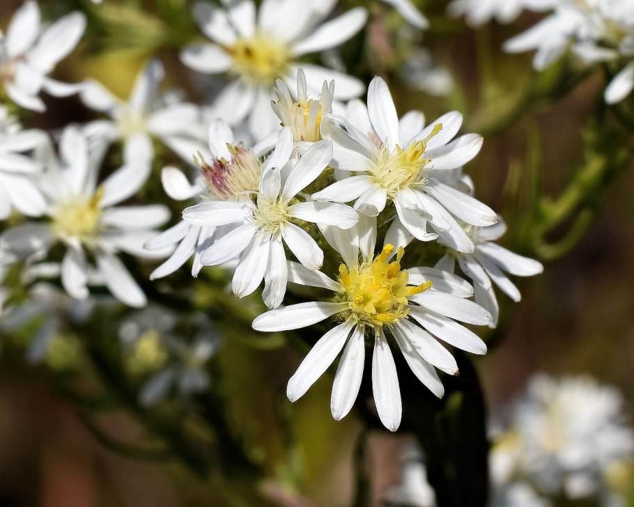 Астра кустарниковая Symphyotrichum dumosum