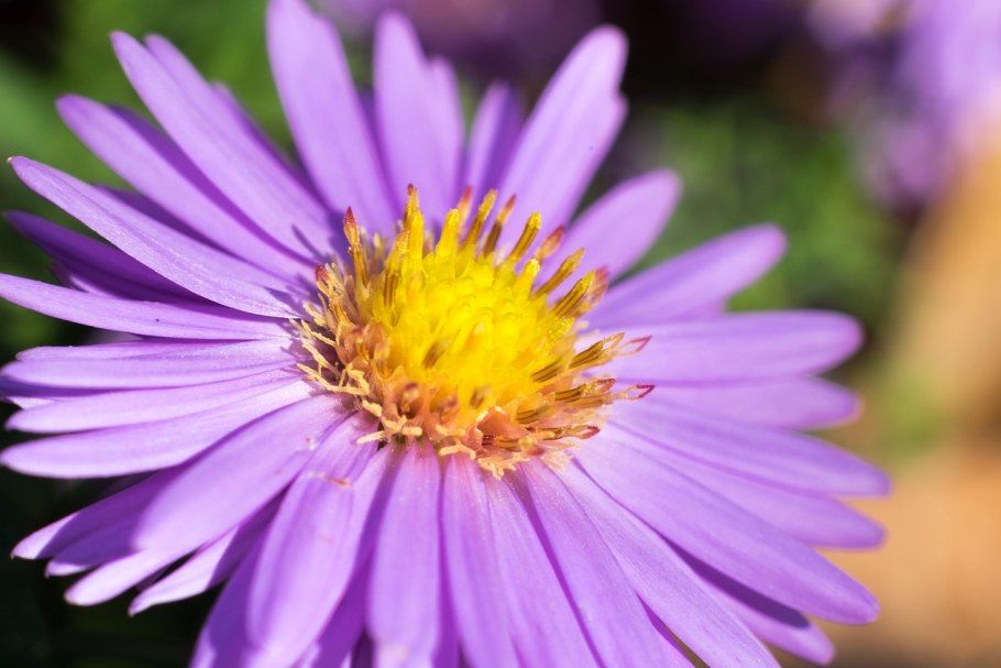 Symphyotrichum eatonii