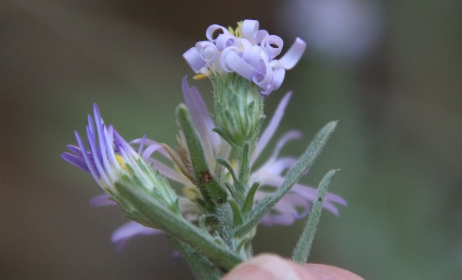 Symphyotrichum eatonii