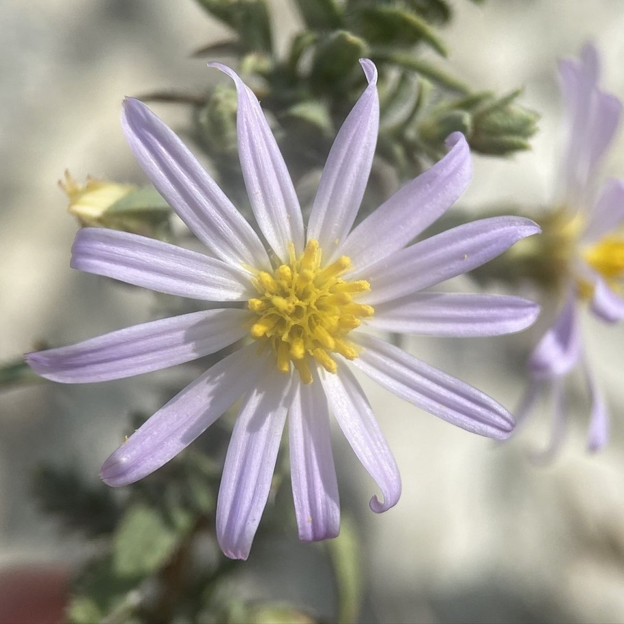 Symphyotrichum prenanthoides