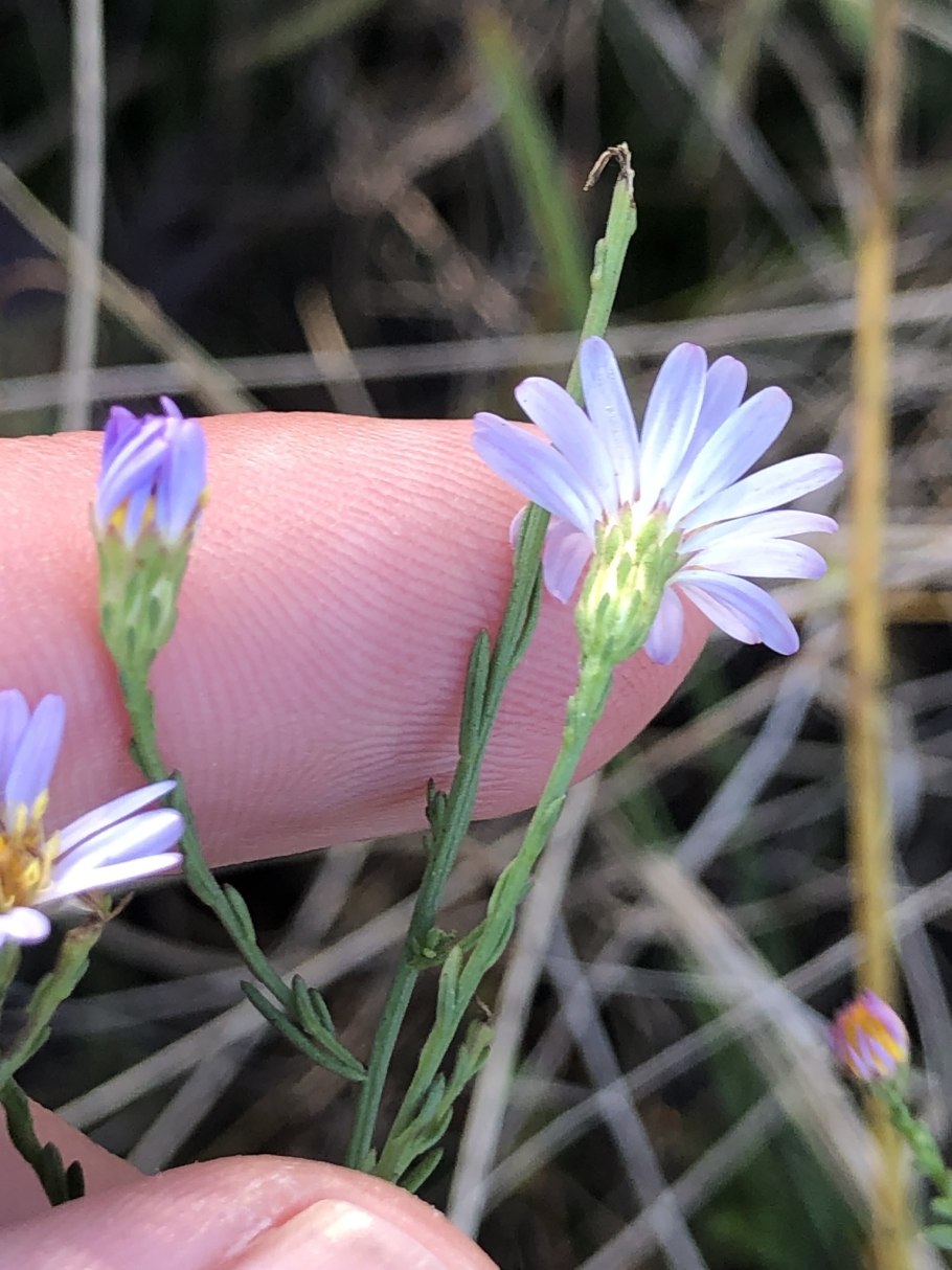 Symphyotrichum oolentangiense
