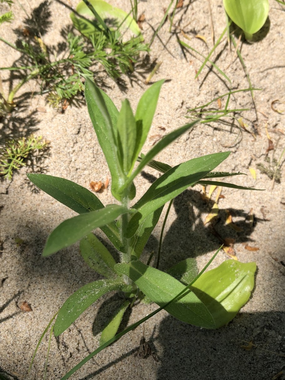 Symphyotrichum squamatum