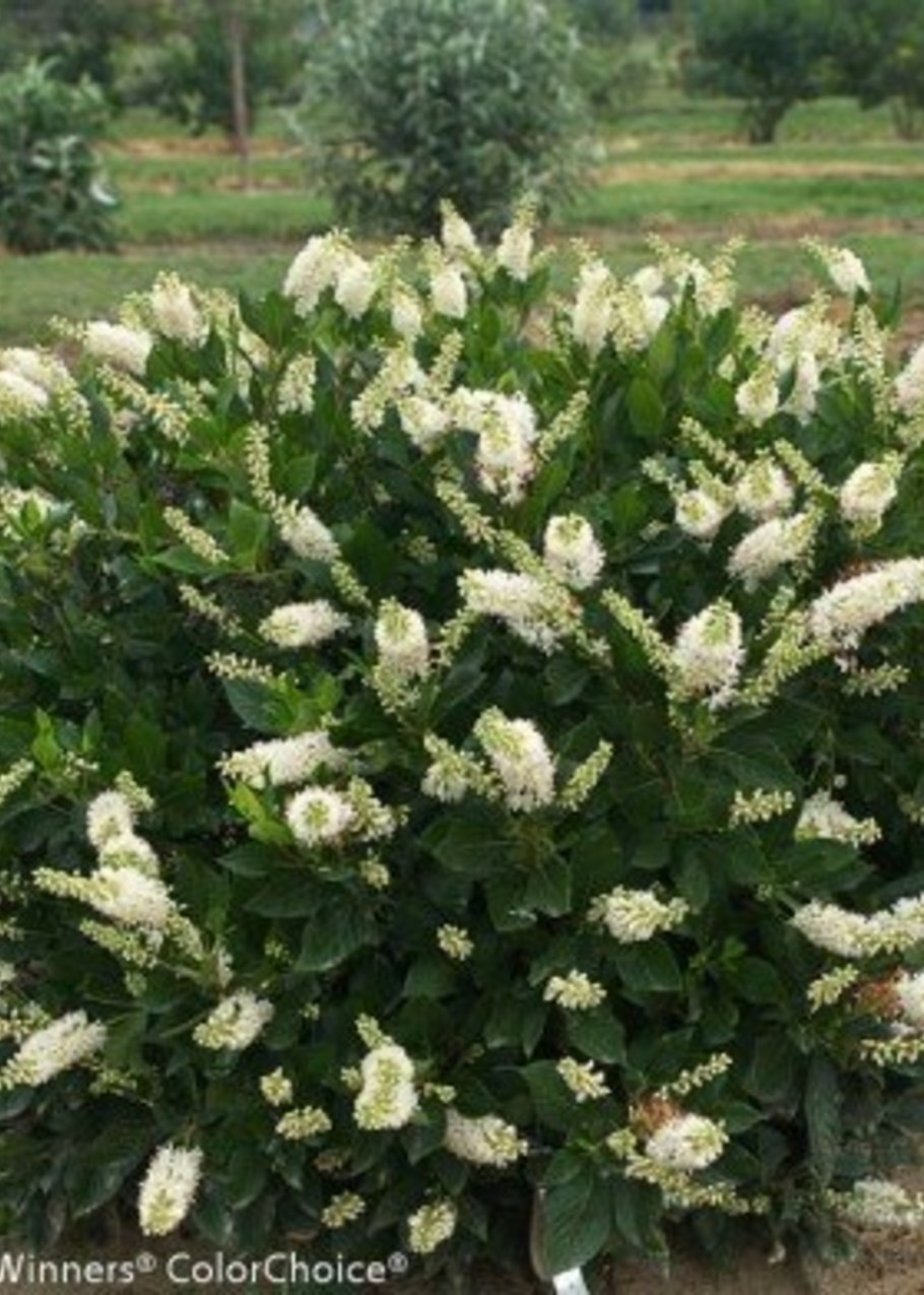 Клетра Хаммингбёрд