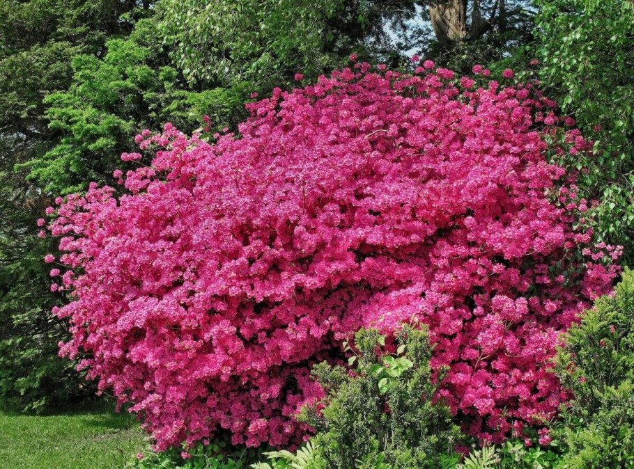 Бугенвиллия рододендрон