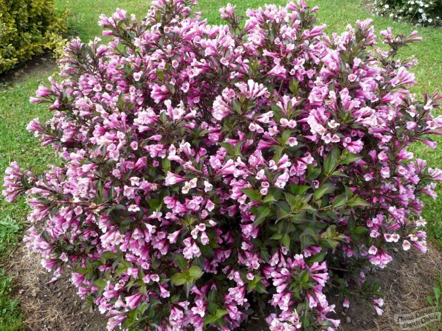 Вейгела Nana purpurea