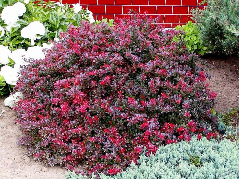 Барбарис Тунберга «артропуртпурея