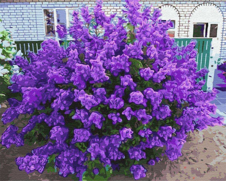 Персидская сирень куст