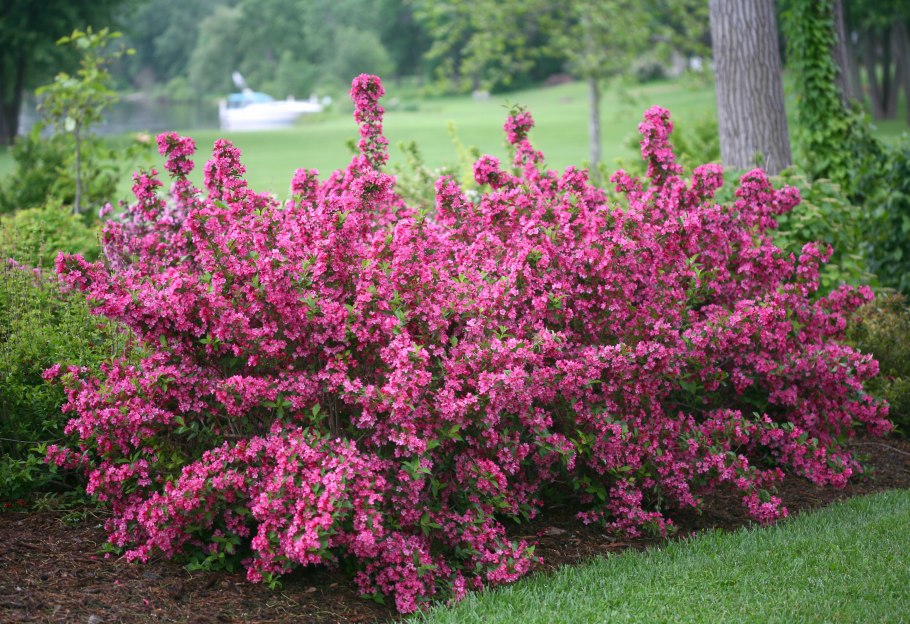 Вейгела Цветущая