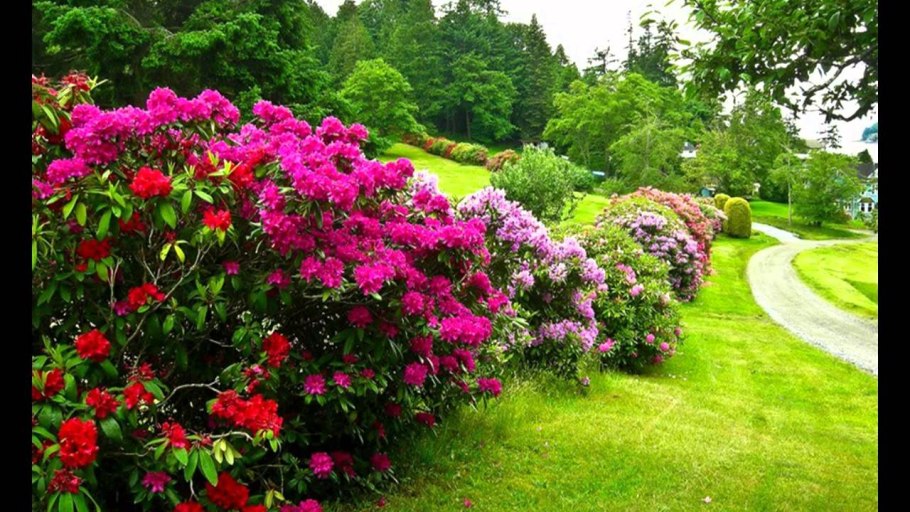 Гортензия и рододендрон в ландшафте