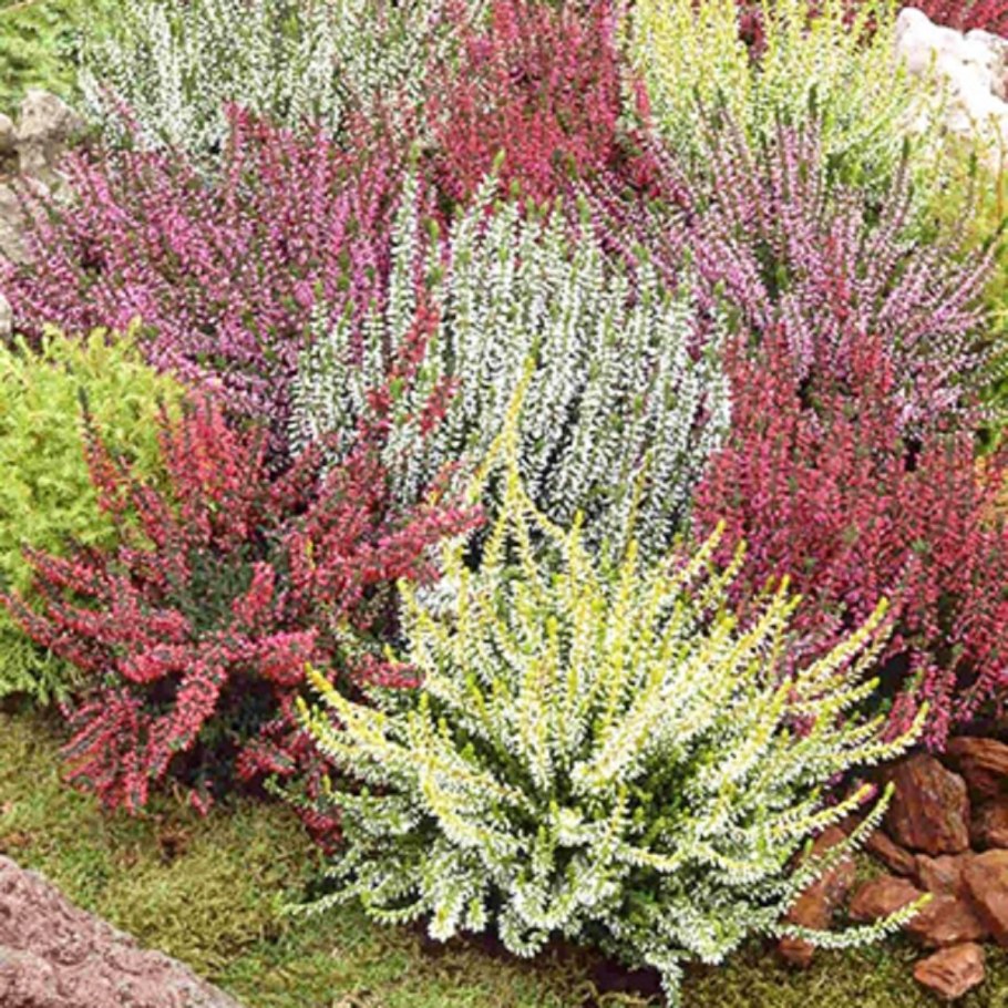 Каллуна Эрика