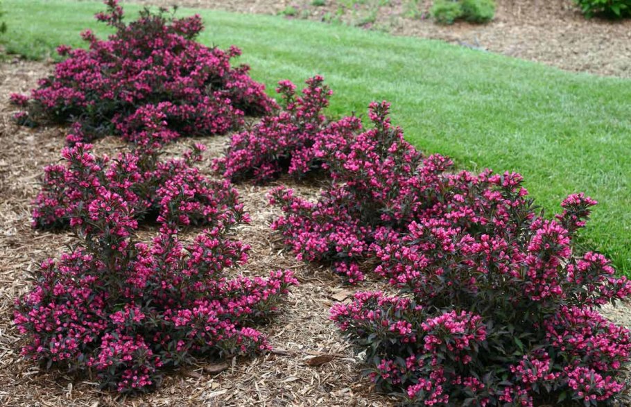 Вейгела Цветущая Нана Пурпуреа