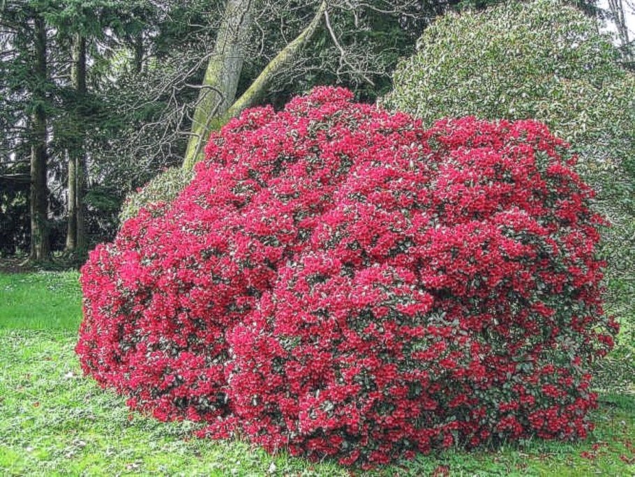 Рододендрон карликовый Баден Баден