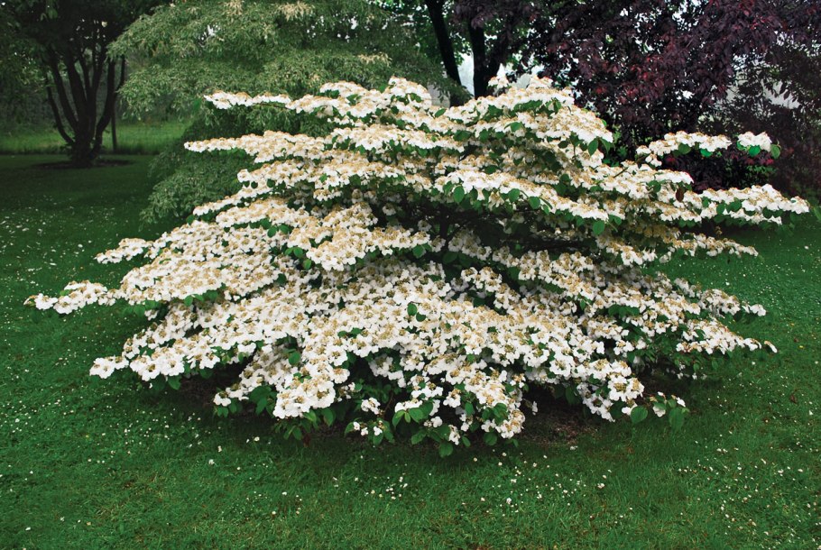 Калина складчатая Каскад