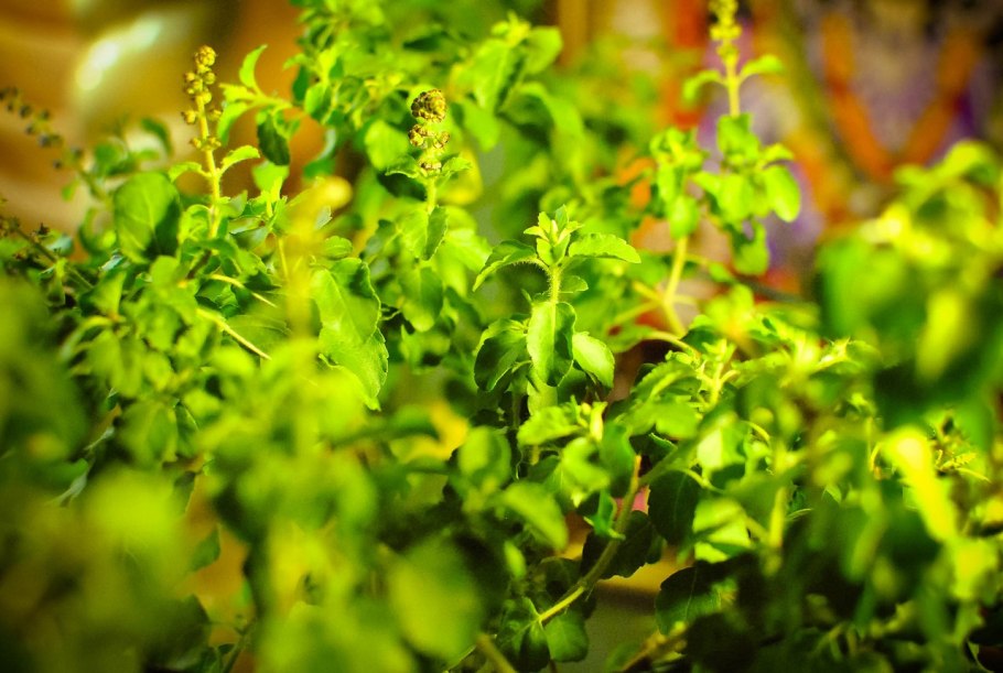 Туласи Деви