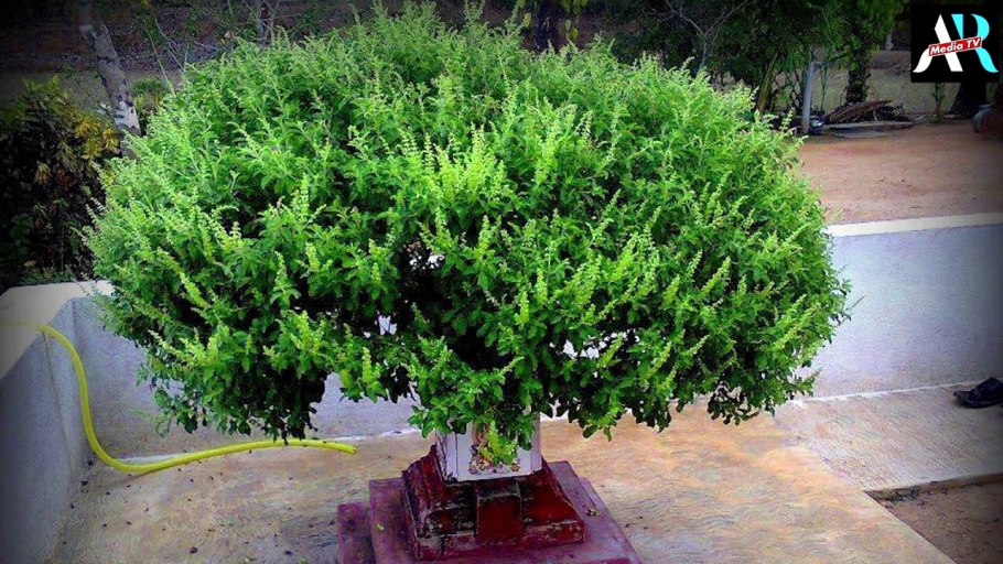 Священный базилик,Туласи