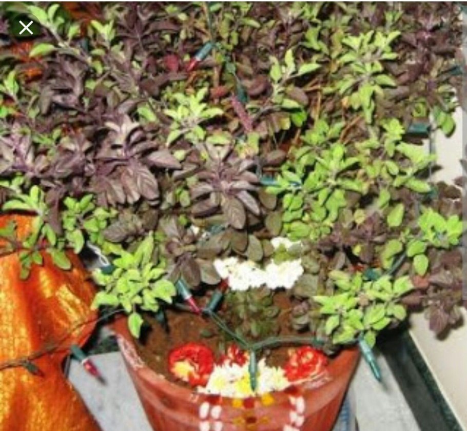 Туласи Деви растение