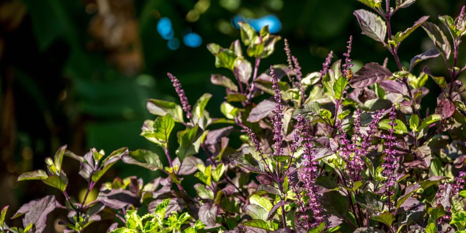 Базилик тонкоцветный (Туласи)