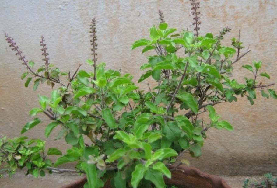 Туласи Деви растение