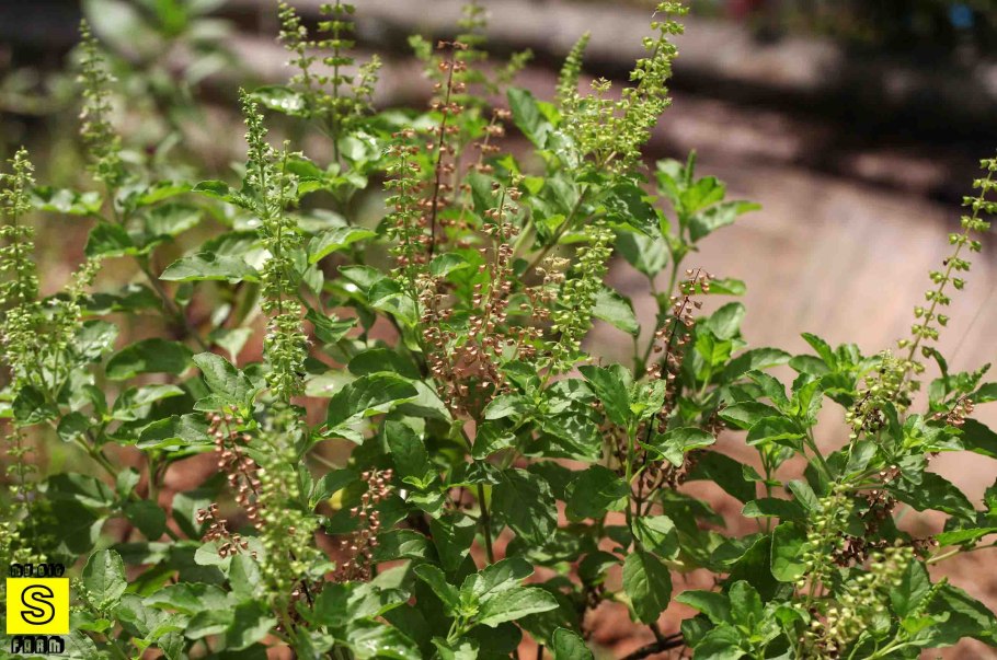 Тулси базилик священный