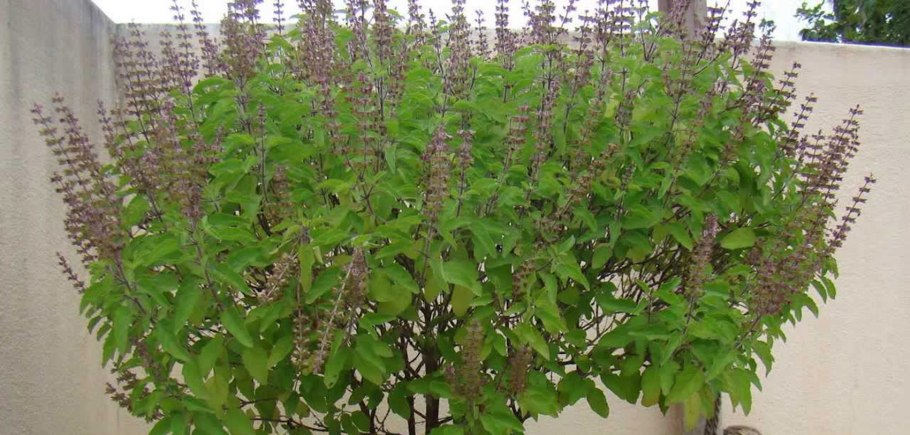 Деревце Туласи