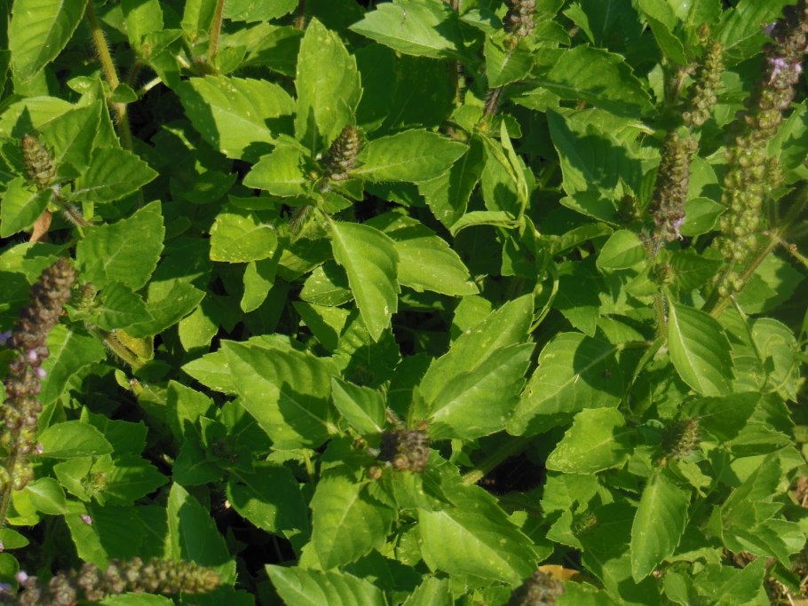 Читинская группа Туласи