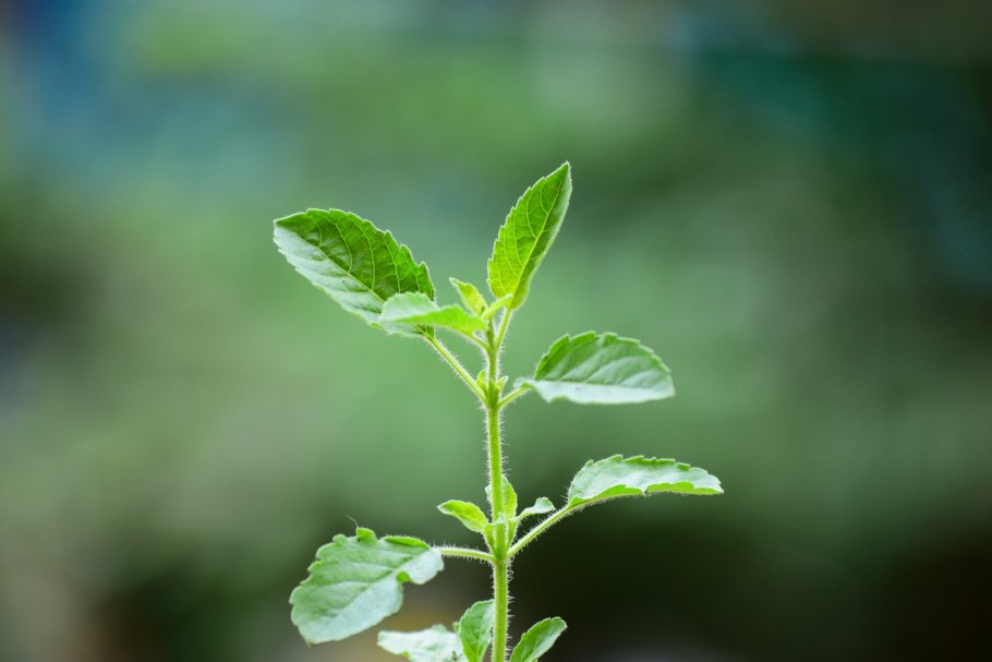 Священный базилик,Туласи