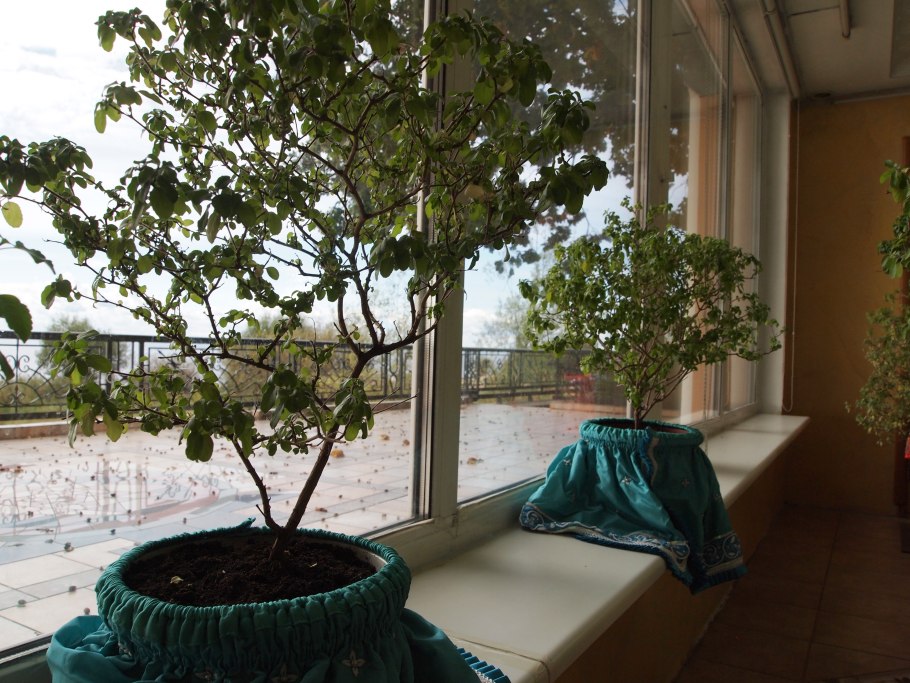 Дерево Туласи