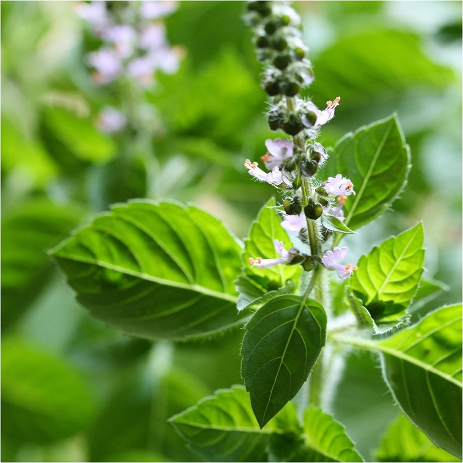 Рама Туласи