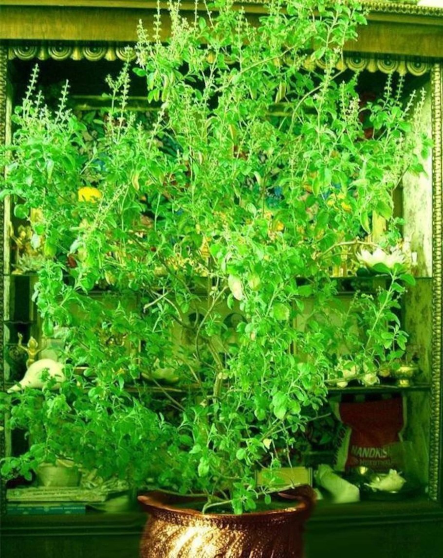 Туласи растение