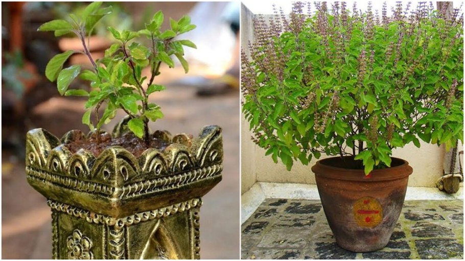 Дерево базилик священный