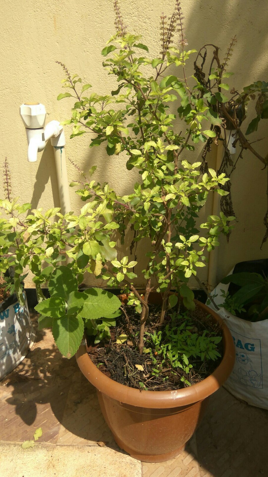 Священный базилик,Туласи