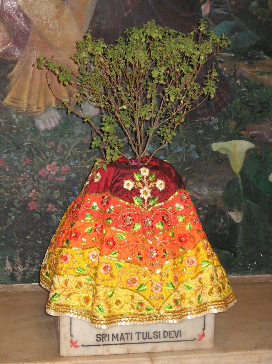 Священное дерево Индии Туласи