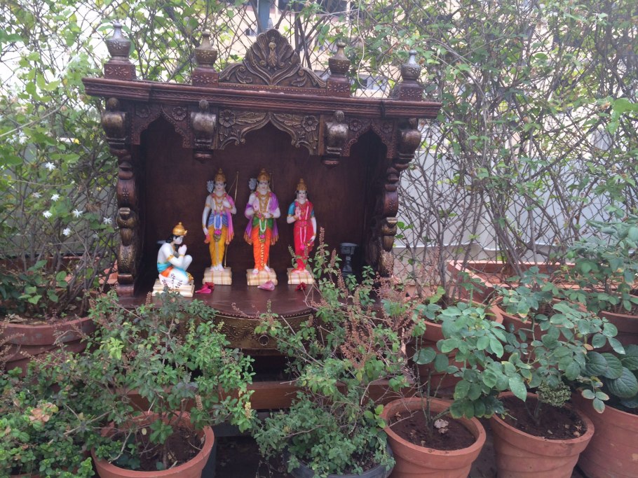 Туласи цветение