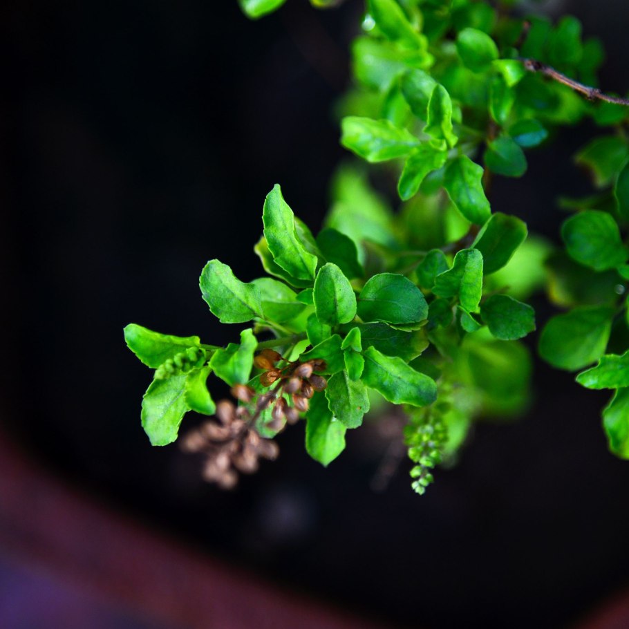 Tulsi Plant