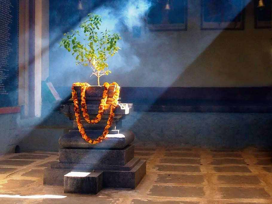 Священное индийское дерево Туласи