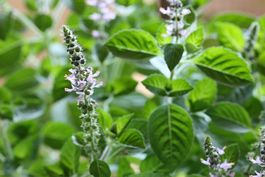 Дерево Туласи