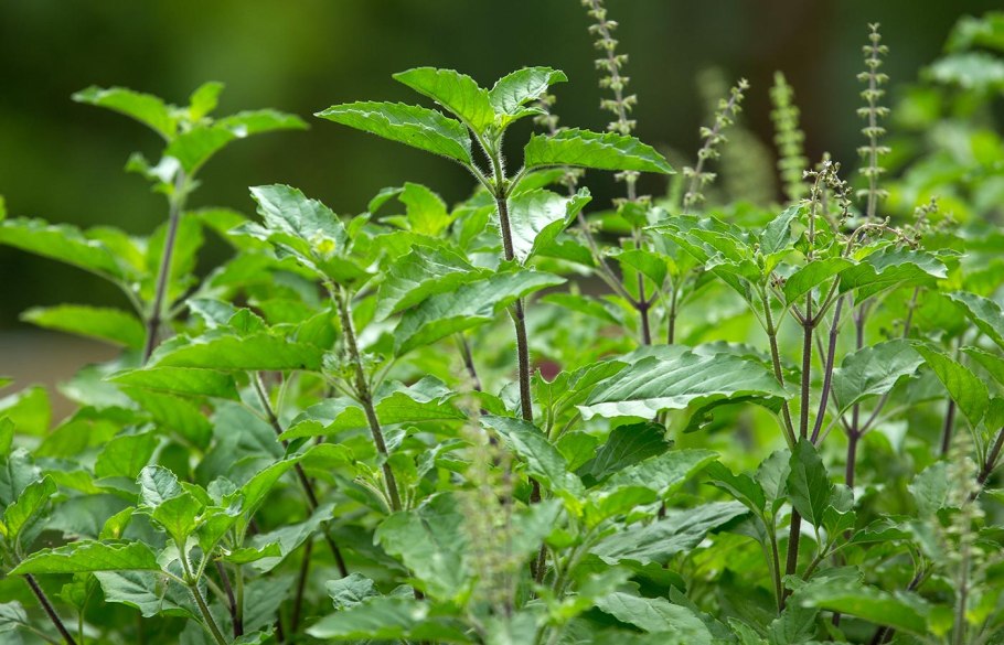 Зелень Туласи