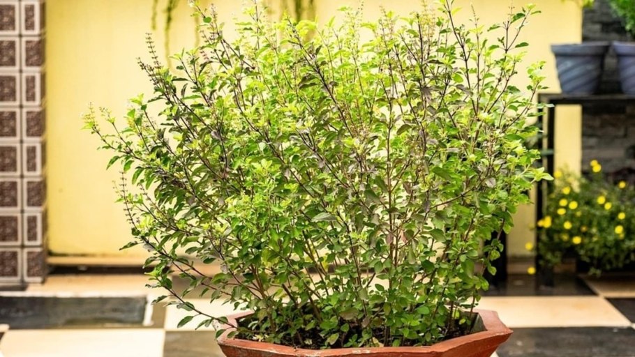 Дерево Тулси в Индии