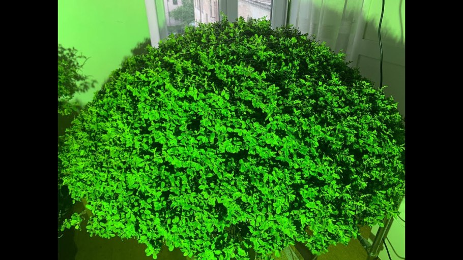 Туласи Шалаграма Виваха