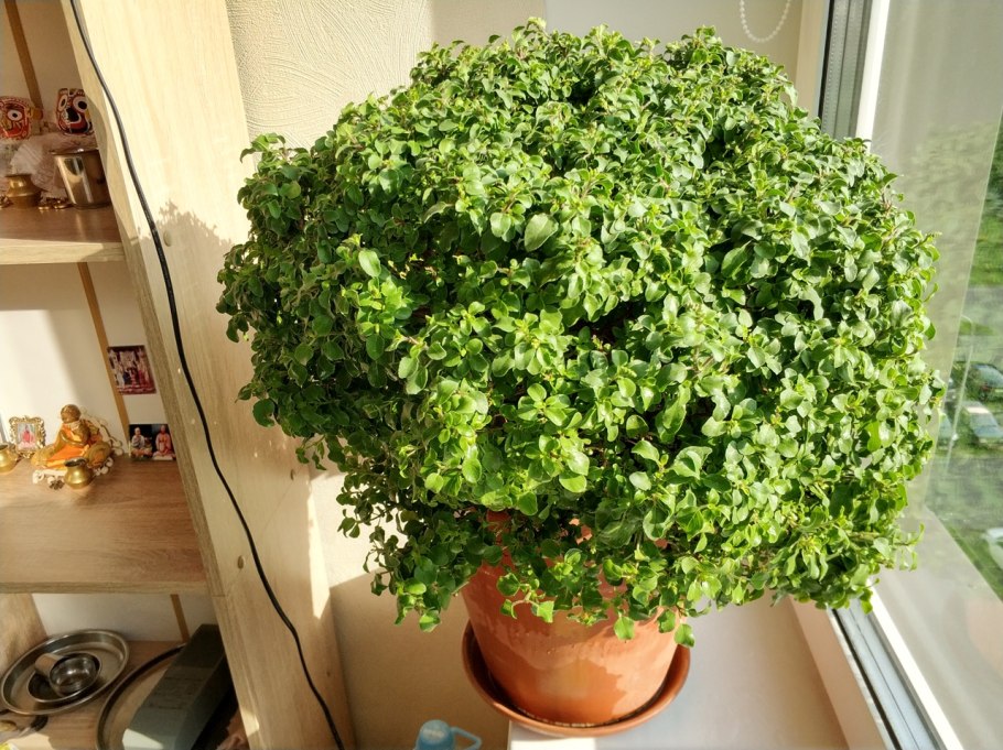 Индийские четки Туласи