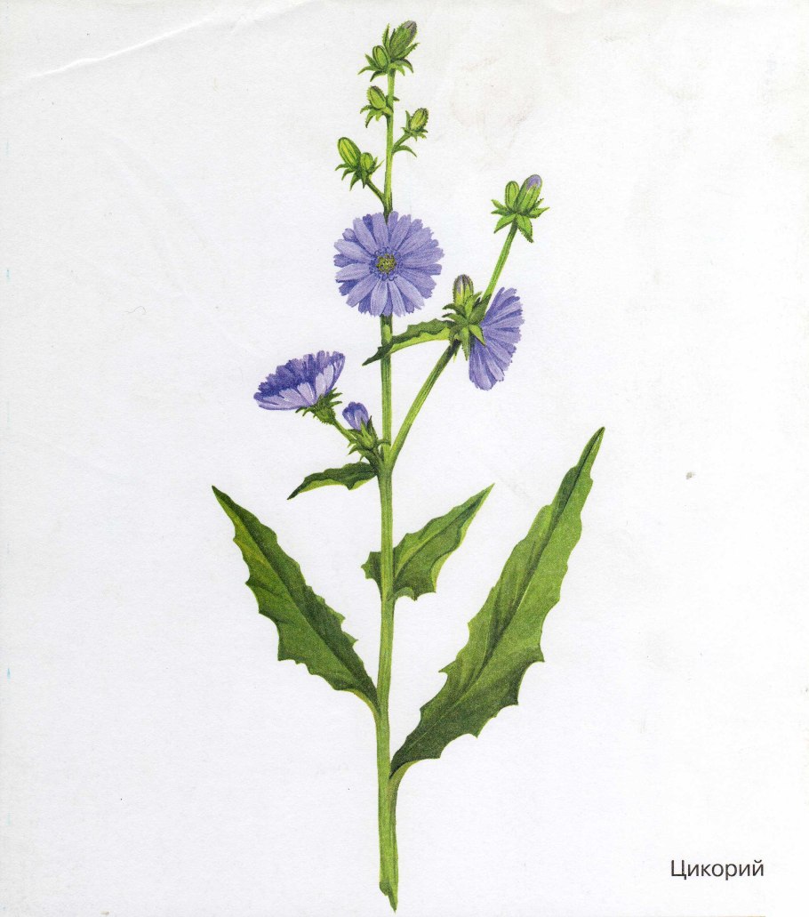 Cichorium intybus Ботаническая иллюстрация