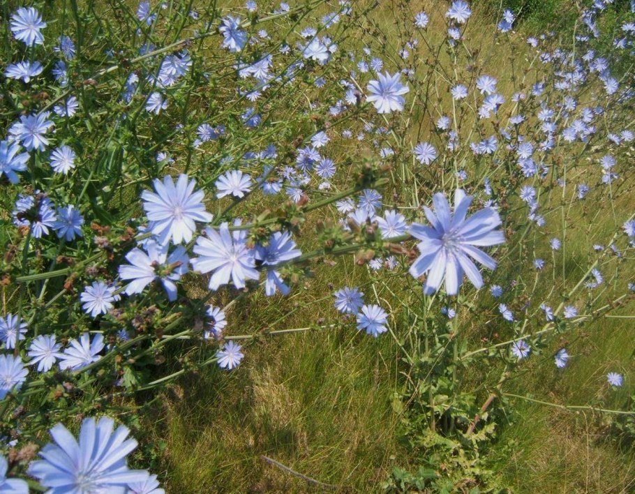 Цикорий обыкновенный — Cichorium intybus l.