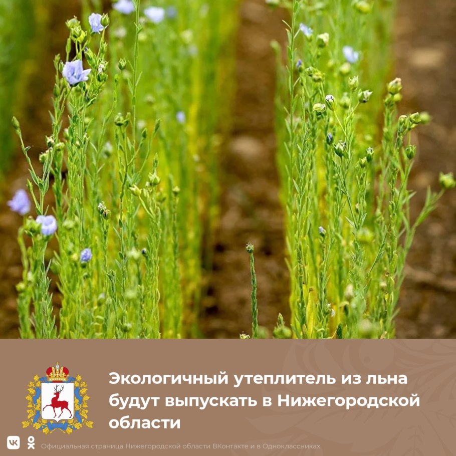 Лен долгунец
