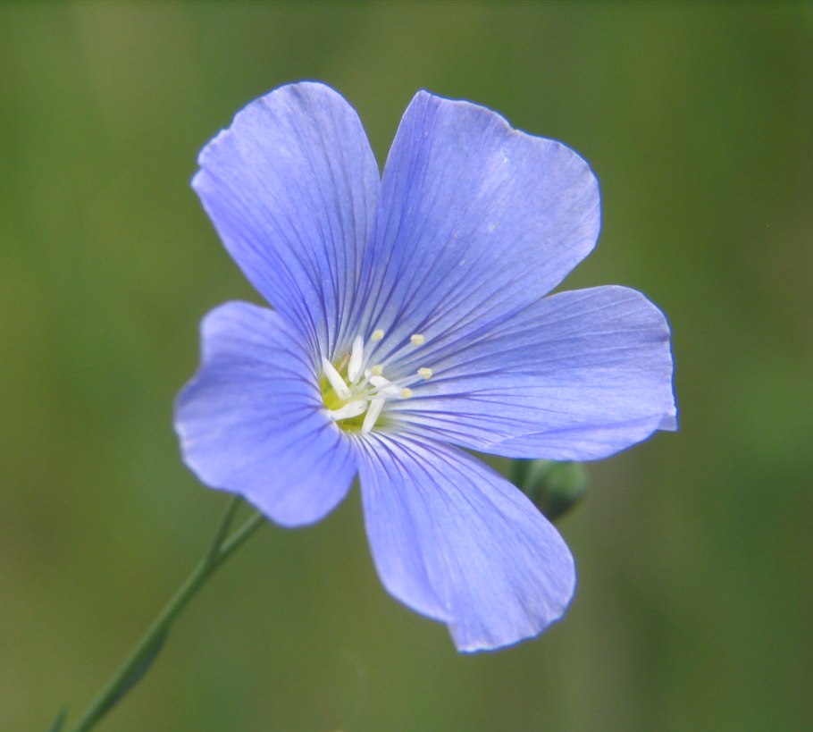 Лён обыкновенный (Linum usitatissimum l.)