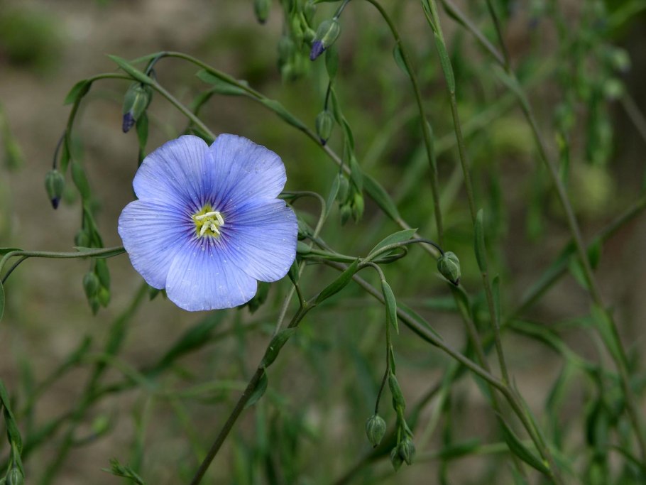 Лен обыкновенный - Linum usitatissimum